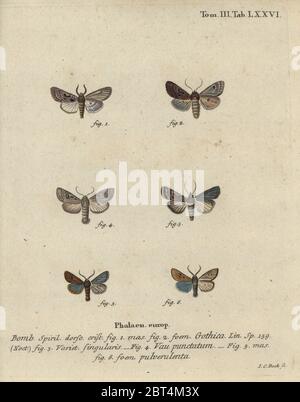 Conistra rubiginos, Hebrew character, Orthosia gothica 1,2, setaceous Hebrew character, Xestia c-nigrum 3, black-spot chestnut, Conistra rubiginosa 4, small quaker, Orthosia cruda 5,6. Phalaena Bombyx gothica, vau punctatum, pulverulenta. Handcoloured copperplate engraving by Johann Carl Bock from Eugenius Johann Christoph Espers Die Schmetterlinge in Abbildungen nach der Natur, Erlangen, 1786. Stock Photo