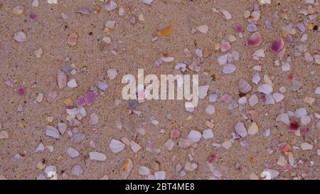 beautiful small and big sea shells on red yellow sand. texture as abstract background. Sand and sea shells patterns. Stock Photo
