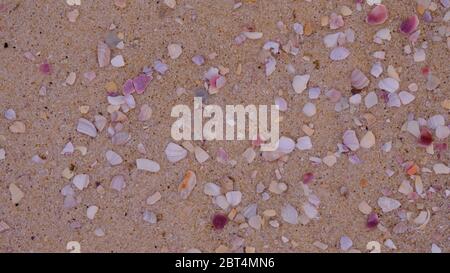 beautiful small and big sea shells on red yellow sand. texture as abstract background. Sand and sea shells patterns. Stock Photo
