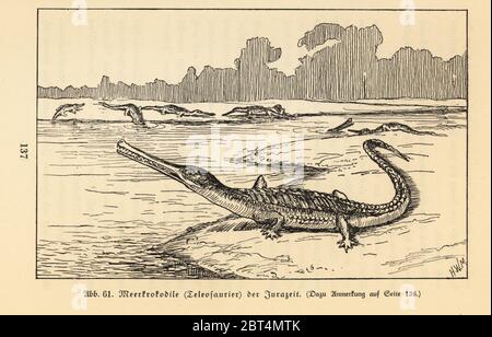 Extinct sea crocodile, Teleosaurus genus, Jurassic period. Illustration by Hugo Wolff-Maage from Wilhelm Bolsches Das Leben der Urwelt, Prehistoric Life, Georg Dollheimer, Leipzig, 1932. Stock Photo