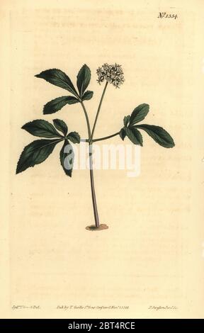 Dwarf ginseng, Panax trifolius. Lesser panax, Panax pusilla. Handcoloured copperplate engraving by F. Sansom after an illustration by Sydenham Edwards from William Curtis' The Botanical Magazine, London, 1810. Stock Photo