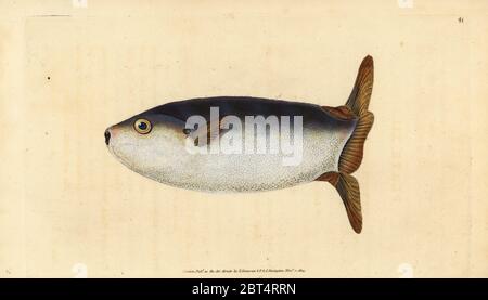 Truncated Sun-fish, Tetrodon truncatus, 1803, British fishes, Donovan ...