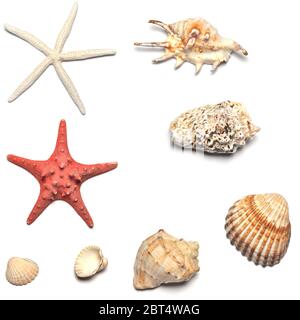 isolated, shell, over, starfish, collection, set, white, shells, mussels, Stock Photo