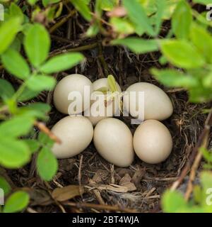 Morning dove eggs in nest in Hawaii Stock Photo