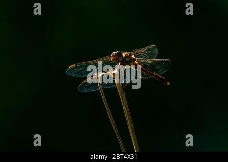 Large orange dragonfly sitting on grass straw, isolated subject Stock Photo