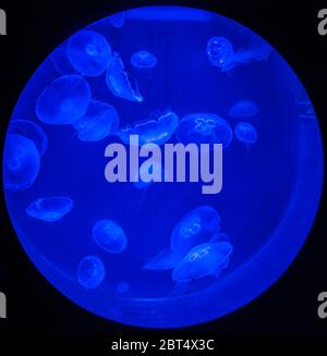 Multiple jellyfishes in ultraviolet light in circular aquarium on deep blue and black background Stock Photo