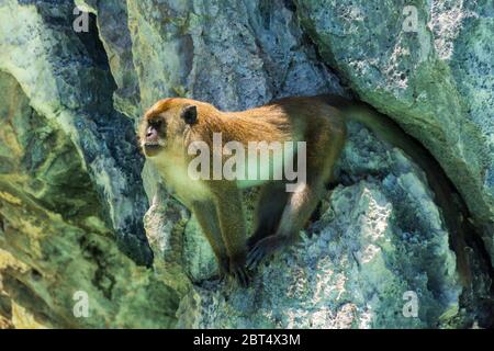 Adult big monkey, Rhesus Macaque, sitting on the cliff and guarding the pack, isolated on rocky background Stock Photo