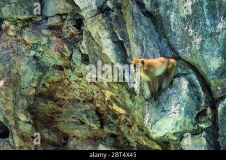 Adult big monkey, Rhesus Macaque, sitting on the cliff and guarding the pack, isolated on rocky background Stock Photo