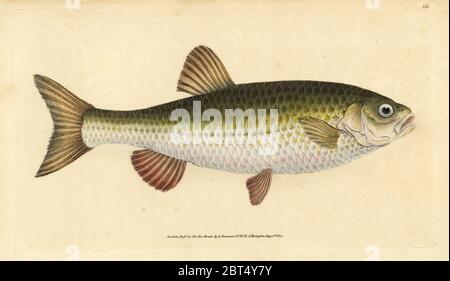 Ide, Leuciscus idus (Chub, Cyprinus jeses). Handcoloured copperplate drawn and engraved by Edward Donovan from his Natural History of British Fishes, Donovan and F.C. and J. Rivington, London, 1802-1808. Stock Photo