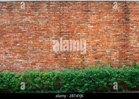 Red brown brick wall with green leaves texture background Stock Photo