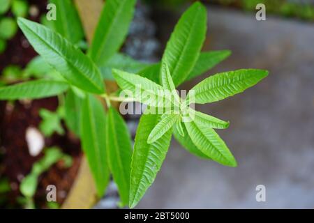 Green lemon verbena plant (Aloysia citrodora) growing in the garden Stock Photo