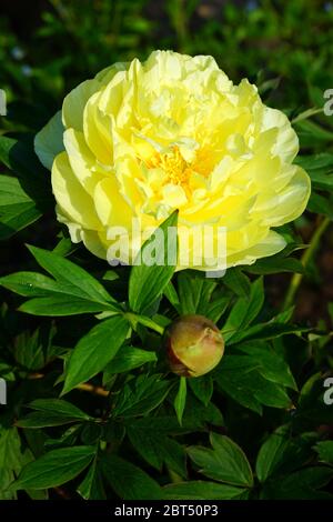 Yellow flower of a Bartzella Itoh peony plant, a cross between a tree peony and herbaceous peony Stock Photo