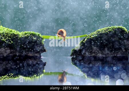 Close-up of a snail crossing two rocks on a plant stem, Indonesia Stock Photo