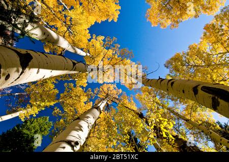 Quaking aspen (Populus tremuloides) grove in autumn in southeast Idaho Stock Photo