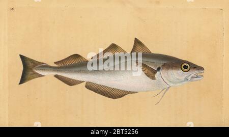 Whiting, Merlangius merlangus (Gadus merlangus). Handcoloured copperplate drawn and engraved by Edward Donovan from his Natural History of British Fishes, Donovan and F.C. and J. Rivington, London, 1802-1808. Stock Photo