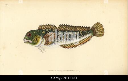 Shanny, Lipophrys pholis (Smooth blenny, Blennius pholis). Handcoloured ...