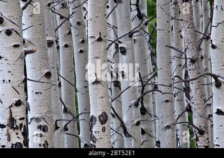Quaking aspen (Populus tremuloides) grove in west-central Colorado Stock Photo