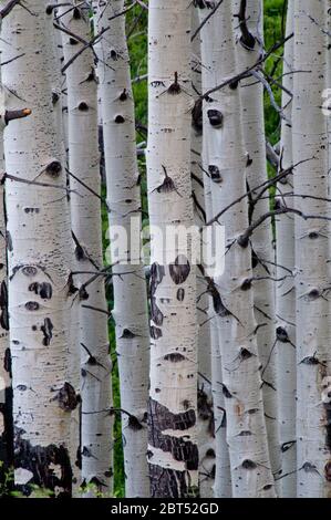 Quaking Aspen (Populus tremuloides) trunks in central Colorado Stock Photo
