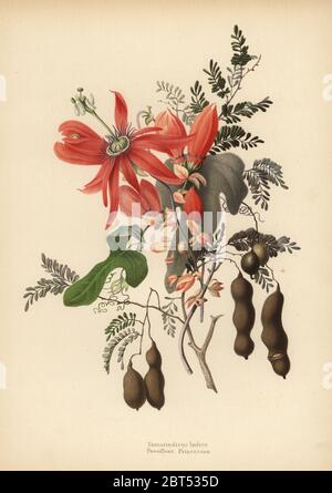 Tamarind, Tamarindus indica, and red passionflower, Passiflora racemosa (Passiflora princeps). Chromolithograph after a botanical drawing by Emily Eden from her Flowers from an Indian Garden: Second Series: Hope, Breidenbach & Co, Dusseldorf, 1860s. Eden was an English female aristocratic writer, novelist and traveler who accompanied her brother George in India from 1836 to 1842. Stock Photo
