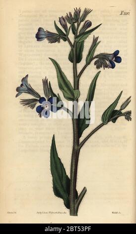 Italian bugloss, Anchusa azurea (Anchusa italica). Handcoloured copperplate engraving by Weddell after an illustration by John Curtis from Samuel Curtis' Botanical Magazine, London, 1821. Stock Photo