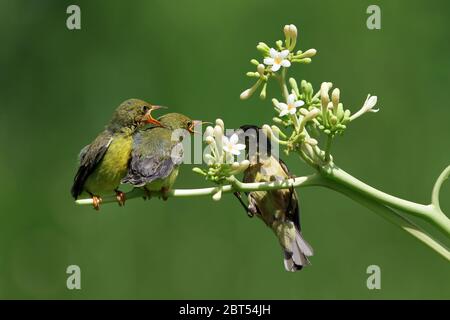 Olive-Backed Sunbird on a plant feeding her chicks, Indonesia Stock Photo