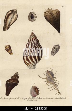 Noah's ark shell, Arca noae. Illustration copied from Georg Knorr ...