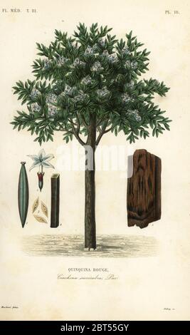 Quinine tree, ted cinchona or quina, Cinchona pubescens, Cinchona succirubra, Quinquina rouge. Handcoloured steel engraving by Debray after a botanical illustration by Edouard Maubert from Pierre Oscar Reveil, A. Dupuis, Fr. Gerard and Francois Herincqs La Regne Vegetal: Flore Medicale, L. Guerin, Paris, 1864-1871. Stock Photo