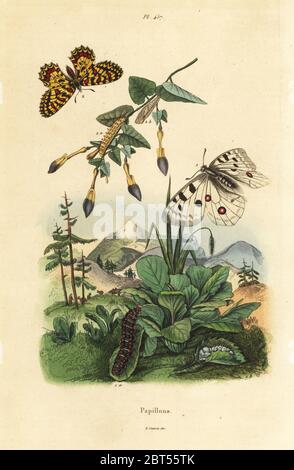 Mountain Apollo butterfly, Parnassius apollo 1, and southern festoon, Zerynthia polyxena 2, larva and pupa. Parnassius apollon, Thais medesicaste. Papillons, butterflies. Handcoloured steel engraving from Felix-Edouard Guerin-Meneville's Dictionnaire Pittoresque d'Histoire Naturelle (Picturesque Dictionary of Natural History), Paris, 1834-39. Stock Photo
