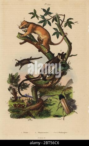 Northern common cuscus, Phalanger orientalis 3, yellow-bellied glider, Petaurus australis 4, feathertail glider, Acrobates pygmaeus 5, Peziza fungi 1 and Psygmatocerus wagleri beetle 2. Pezize, Phaenicocere, Phalangers. Handcoloured steel engraving by du Casse after an illustration by Adolph Fries from Felix-Edouard Guerin-Meneville's Dictionnaire Pittoresque d'Histoire Naturelle (Picturesque Dictionary of Natural History), Paris, 1834-39. Stock Photo