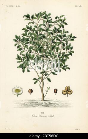 Tea tree or tea plant, Camellia sinensis, Thea sinensis, the. Handcoloured steel engraving by Debray after a botanical illustration by Edouard Maubert from Pierre Oscar Reveil, A. Dupuis, Fr. Gerard and Francois Herincqs La Regne Vegetal: Flore Medicale, L. Guerin, Paris, 1864-1871. Stock Photo