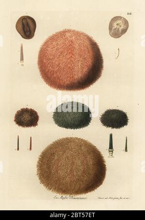 Sea urchins with various coloured spines. Sea urchins with red, brown and green spines, edible sea urchin, Echinus esculentus 1, Metalia spatagus with brown spines 6. Handcoloured copperplate drawn and engraved by Georg Wolfgang Knorr from his Deliciae Naturae Selectae of Kabinet van Zeldzaamheden der Natuur, Blusse and Son, Nuremberg, 1771. Specimens from a Wunderkammer or Cabinet of Curiosities of Johann Ambrosius Beurer. Stock Photo