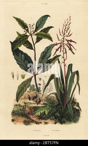 Pitcairnia bifrons 1, and Victorian box tree, Pittosporum undulatum 2. Pitcairnie, Pittospore. Handcoloured steel engraving by du Casse after an illustration by Adolph Fries from Felix-Edouard Guerin-Meneville's Dictionnaire Pittoresque d'Histoire Naturelle (Picturesque Dictionary of Natural History), Paris, 1834-39. Stock Photo