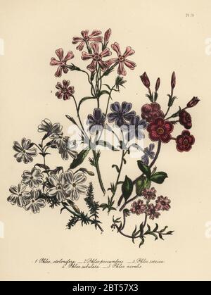 Creeping phlox, Phlox stolonifera, procumbent phlox, Phlox procumbens, bristle-leaved phlox, Phlox setacea, awl-leaved phlox, Phlox subulata, and snow-white phlox, Phlox nivalis. Handfinished chromolithograph by Henry Noel Humphreys after an illustration by Jane Loudon from Mrs. Jane Loudon's Ladies Flower Garden of Ornamental Perennials, William S. Orr, London, 1849. Stock Photo