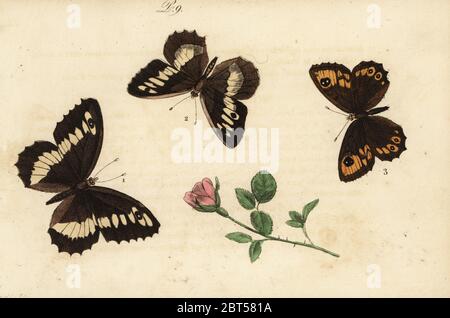 Great banded grayling, Brintesia circe 1, hermit, Chazara briseis 2, and large wall brown, Lasiommata maera 3. Satyre sylene, Satyre hermite, Satyre ariane. Handcoloured lithograph from Musee du Naturaliste dedie a la Jeunesse, Histoire des Papillons, Hippolyte and Polydor Pauquet, Paris, 1833. Stock Photo