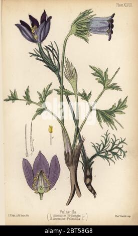 Small pasque flower, Anemone pratensis 1 and pasqueflower, Pulsatilla vulgaris (Anemone pulsatilla) 2. Handcoloured lithograph by A.M. Traice after an illustration by Edward Hamilton from Edward Hamilton's Flora Homeopathica, Bailliere, London, 1852. Stock Photo
