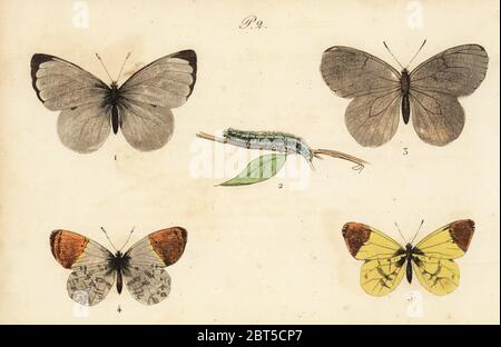Cabbage white butterfly, Pieris brassicae 1,2, black-veined white, Aporia crataegi 3, orange tip, Anthocharis cardamines 4 and Provence orange tip, Anthocharis euphenoides 5. Handcoloured lithograph from Musee du Naturaliste dedie a la Jeunesse, Histoire des Papillons, Hippolyte and Polydor Pauquet, Paris, 1833. Stock Photo