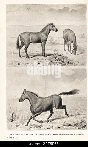 Extinct Hipparion prostylum horse, Miocene to Pleistocene (upper) and wild horse, Equus ferus (lower). Print after an illustration by Joseph Smit from Henry Neville Hutchinsons Creatures of Other Days, Popular Studies in Palaeontology, Chapman and Hall, London, 1896. Stock Photo