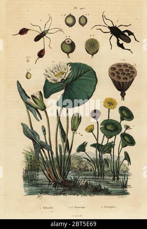 Yellow lotus, Nelumbo lutea 1, leaf-footed bugs, Anisoscelis foliaceus 2 and Anoplocnemis curvipes 3, and white water lily, Nymphaea alba 4. Nelumbo, Nematope, Nenuphar. Handcoloured steel engraving by du Casse after an illustration by Adolph Fries from Felix-Edouard Guerin-Meneville's Dictionnaire Pittoresque d'Histoire Naturelle (Picturesque Dictionary of Natural History), Paris, 1834-39. Stock Photo