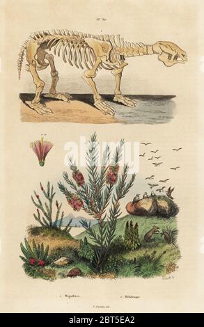 Fossil skeleton of an extinct giant ground sloth, Megatherium americanum, and tea tree or honey myrtle bush, Melaleuca species. Handcoloured steel engraving by Pedretti after an illustration by Adolph Fries from Felix-Edouard Guerin-Meneville's Dictionnaire Pittoresque d'Histoire Naturelle (Picturesque Dictionary of Natural History), Paris, 1834-39. Stock Photo