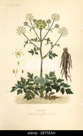 Garden angelica or wild celery, Angelica archangelica, Archangelica officinalis, Angelique. Handcoloured steel engraving by Oudet after a botanical illustration by Edouard Maubert from Pierre Oscar Reveil, A. Dupuis, Fr. Gerard and Francois Herincqs La Regne Vegetal: Planets Agricoles et Forestieres, L. Guerin, Paris, 1864-1871. Stock Photo