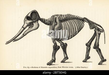 Skeleton of Gomphotherium angustidens (Mastodon angustidens), Miocene Strata. After Jean Albert Gaudry. Illustration from Henry Neville Hutchinsons Creatures of Other Days, Popular Studies in Palaeontology, Chapman and Hall, London, 1896. Stock Photo