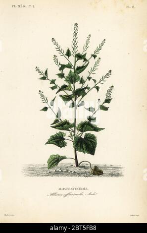 Jack-by-the-hedge or garlic mustard, Alliaria petiolata, Alliaria officinalis, Alliaire officinale. Handcoloured steel engraving by Lebrun after a botanical illustration by Edouard Maubert from Pierre Oscar Reveil, A. Dupuis, Fr. Gerard and Francois Herincqs La Regne Vegetal: Flore Medicale, L. Guerin, Paris, 1864-1871. Stock Photo