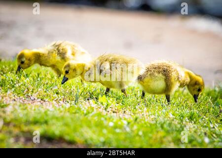 Cute baby canadian gosling birds in the wild at spring day Stock Photo