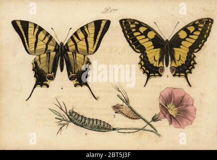 Old World swallowtail, Papillo machaon 1,2,3 and scarce swallowtail, Iphiclides podalirius 4. Handcoloured lithograph from Musee du Naturaliste dedie a la Jeunesse, Histoire des Papillons, Hippolyte and Polydor Pauquet, Paris, 1833. Stock Photo