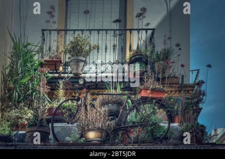 Retro bicycle on a balcony surrounded by many plants (Kalanchoe daigremontiana, Sedum adolphii) Selective focus on the foreground Stock Photo