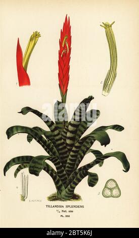 Flaming sword, Vriesea splendens (Tillandsia splendens). Chromolithograph from an illustration by B. Herincq from Edward Steps Favourite Flowers of Garden and Greenhouse, Frederick Warne, London, 1896. Stock Photo