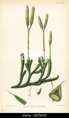 Stag's-horn clubmoss, running clubmoss or ground pine, Lycopodium clavatum. Handcoloured illustration drawn and lithographed by Henry Sowerby from Edward Hamilton's Flora Homeopathica, Bailliere, London, 1852. Stock Photo