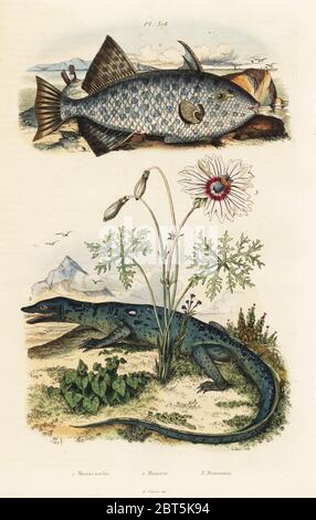 Fan-bellied leatherjacket, Monacanthus chinensis 1, Nile monitor, Varanus niloticus 2, and butterfly flower, Monsonia speciosa 3. Monacathe, Monitor, Monsonie. Handcoloured steel engraving by du Casse after an illustration by Adolph Fries from Felix-Edouard Guerin-Meneville's Dictionnaire Pittoresque d'Histoire Naturelle (Picturesque Dictionary of Natural History), Paris, 1834-39. Stock Photo
