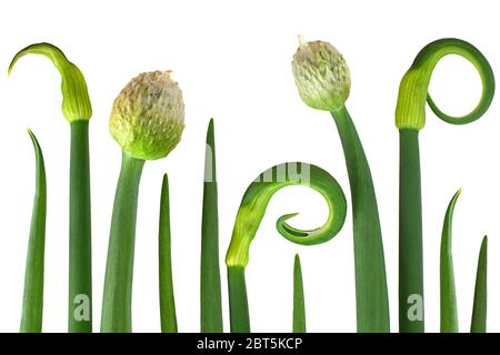Young onion blossom isolated on white background Stock Photo