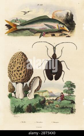 Morel mushroom, Morchella esculenta 1, violin beetle, Mormolyce phyllodes 2, and elephant-snout fish, Mormyrus kannume 3. Morille, Mormolyce, Mormyre. Handcoloured steel engraving by du Casse after an illustration by Adolph Fries from Felix-Edouard Guerin-Meneville's Dictionnaire Pittoresque d'Histoire Naturelle (Picturesque Dictionay of Natural History), Paris, 1834-39. Stock Photo